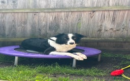 Border Collie dogs for sale: MAX 3.5 years old male - Image 8