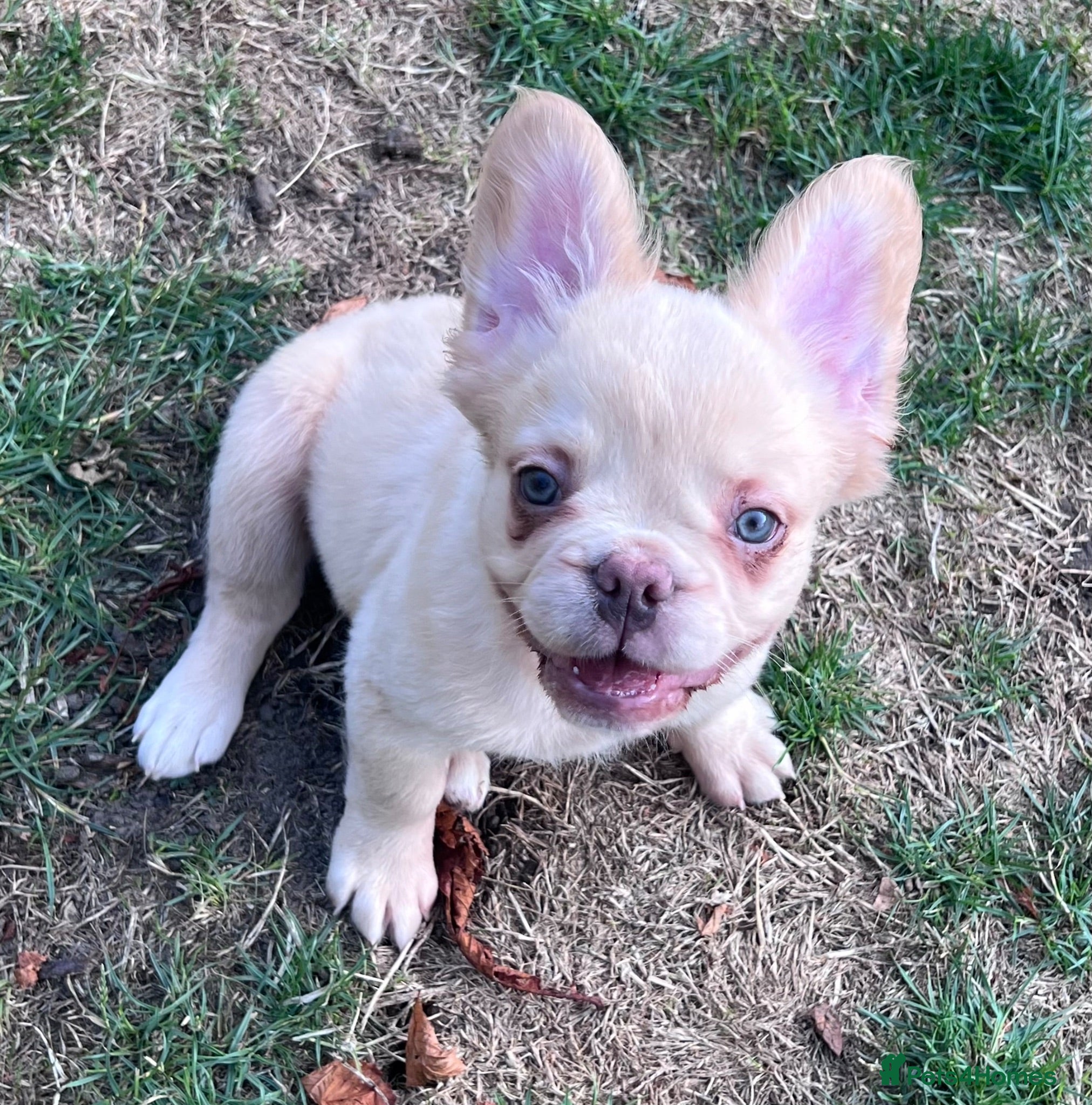French Bulldog dogs Fully Vaccinated Fluffy French Bulldog Puppies - Advert 2