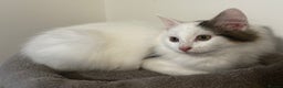 Ragdoll cats for sale: Beautiful Ragdoll Kitten - Advert 1