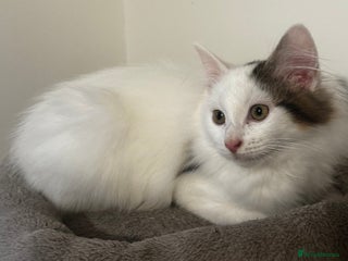 Ragdoll cats Beautiful Ragdoll Kitten - Advert 4