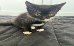Mixed Breed cats for sale: 3 lovely kittens from our beautiful Tabby - Image 2