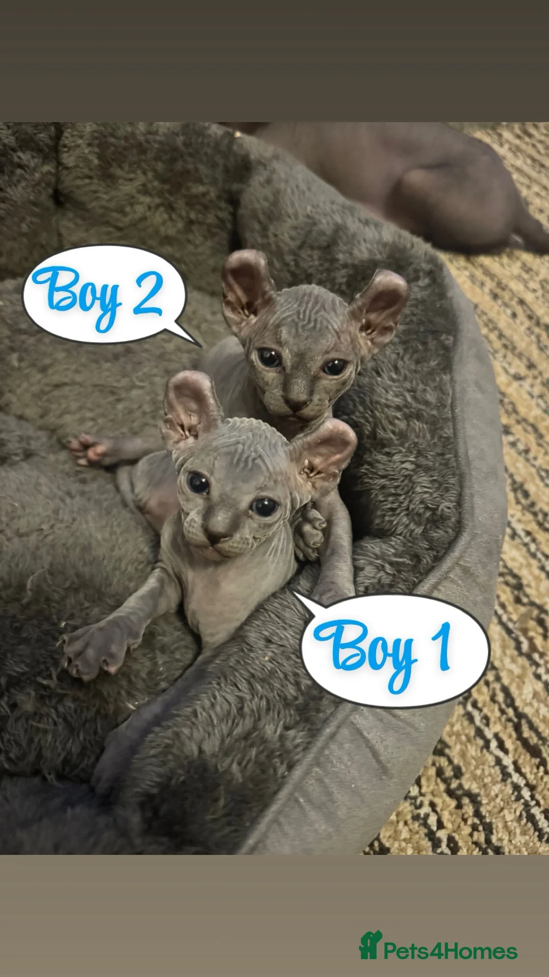 Sphynx cats for sale: Pair of Silver-Blue Elf Sphynx  - Advert 15