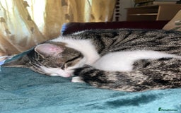 European cats for sale: Beautiful European Shorthair  - Image 3