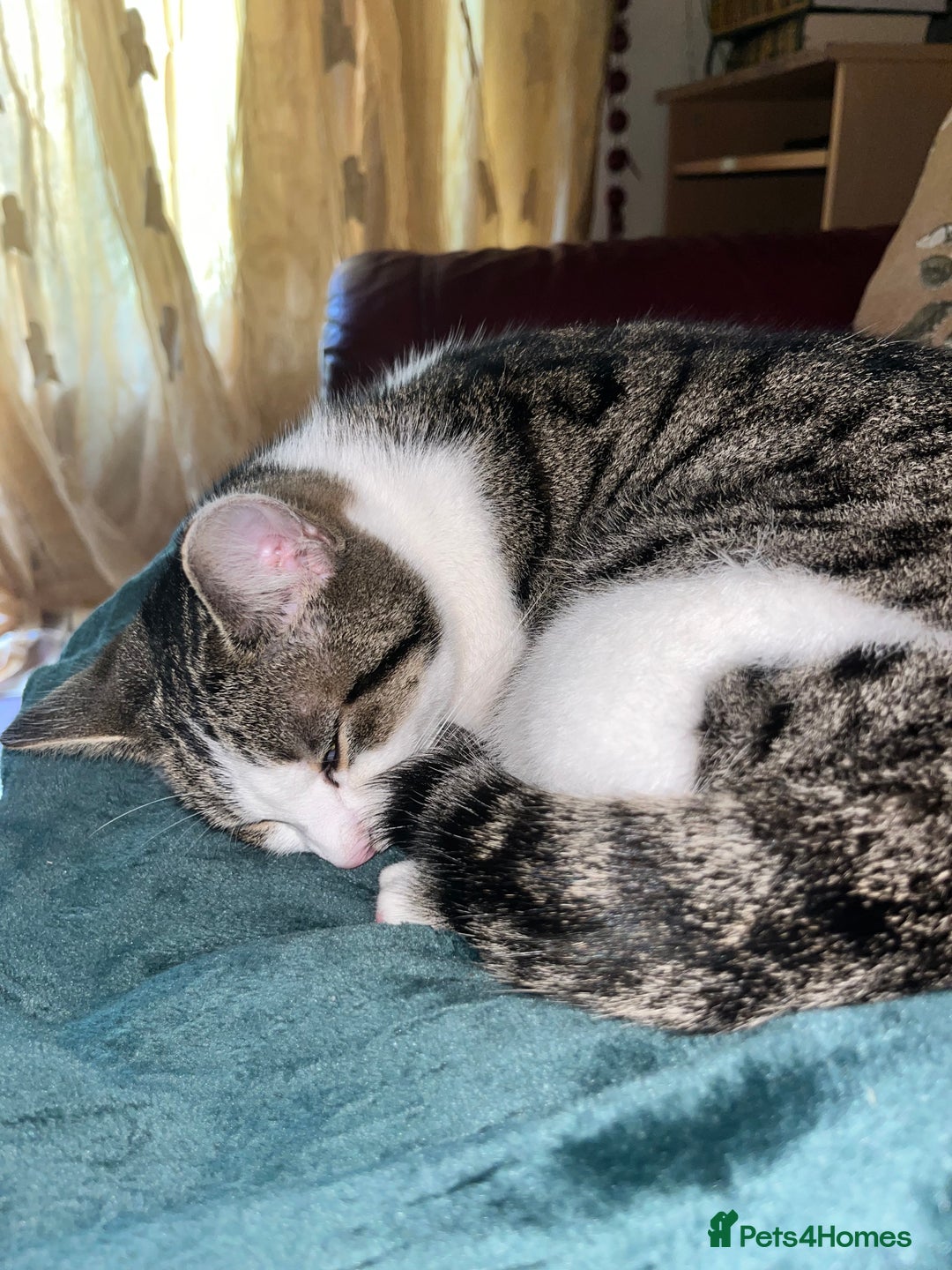 European cats for sale: Beautiful European Shorthair  - Image 3