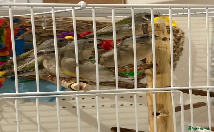 Finches birds gouildan finches available Runcorn  - Advert 2