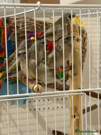 Finches birds gouildan finches available Runcorn - Advert 1