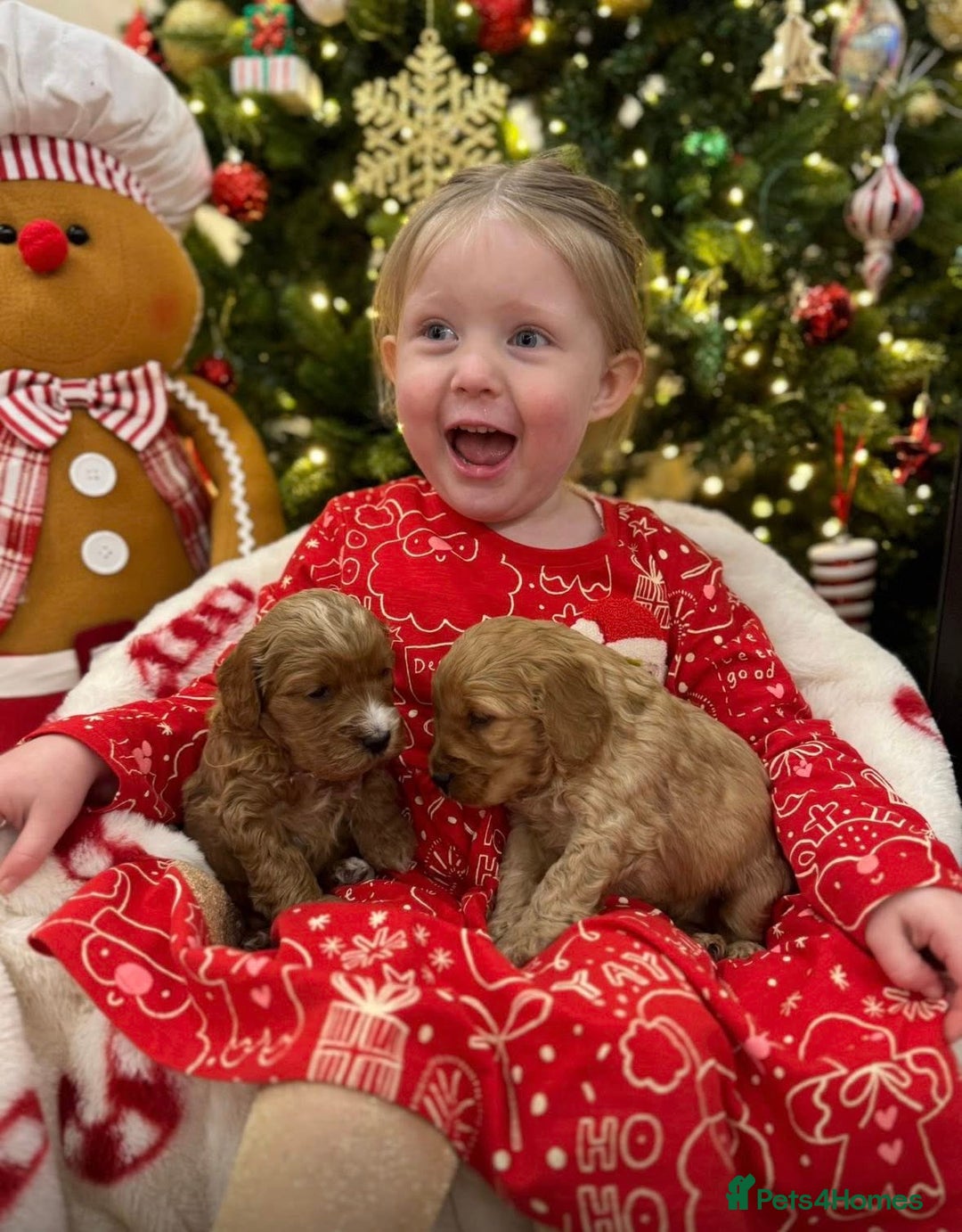 Cockapoo dogs for sale: F1 Golden Cockapoo 5 star fully health tested  - Advert 1