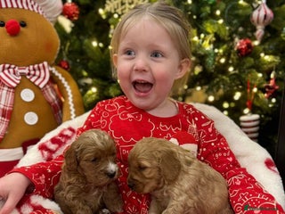 Cockapoo dogs F1 Golden Cockapoo 5 star fully health tested - Advert 2