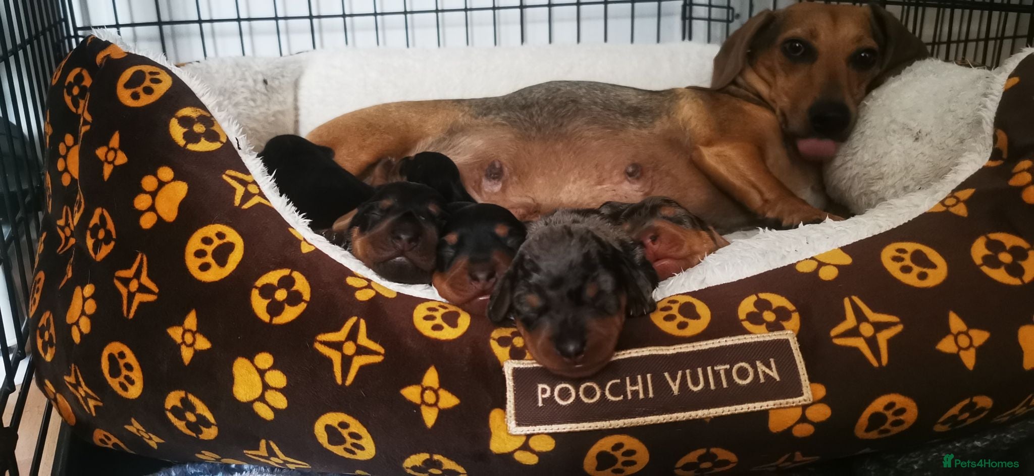 Dachshund dogs Dachshund - Advert 2