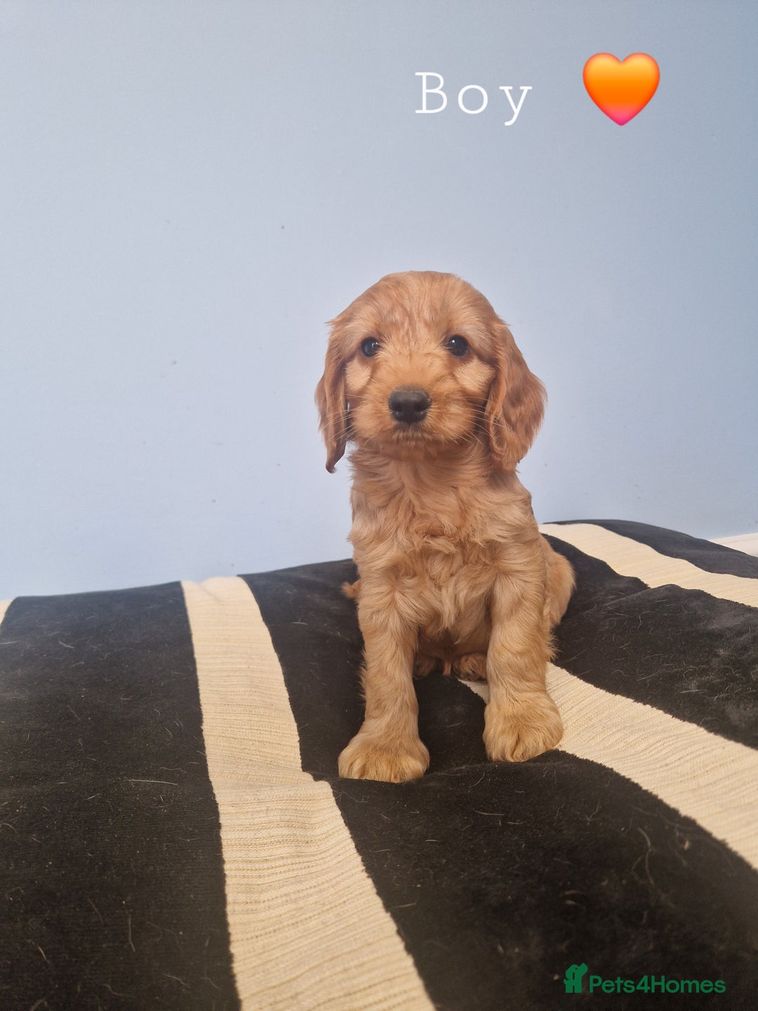Cockapoo dogs for sale: Miniature cockapoo puppies - Image 6