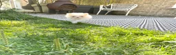 Pomeranian dogs for sale: Tiny white boy  - Advert 1