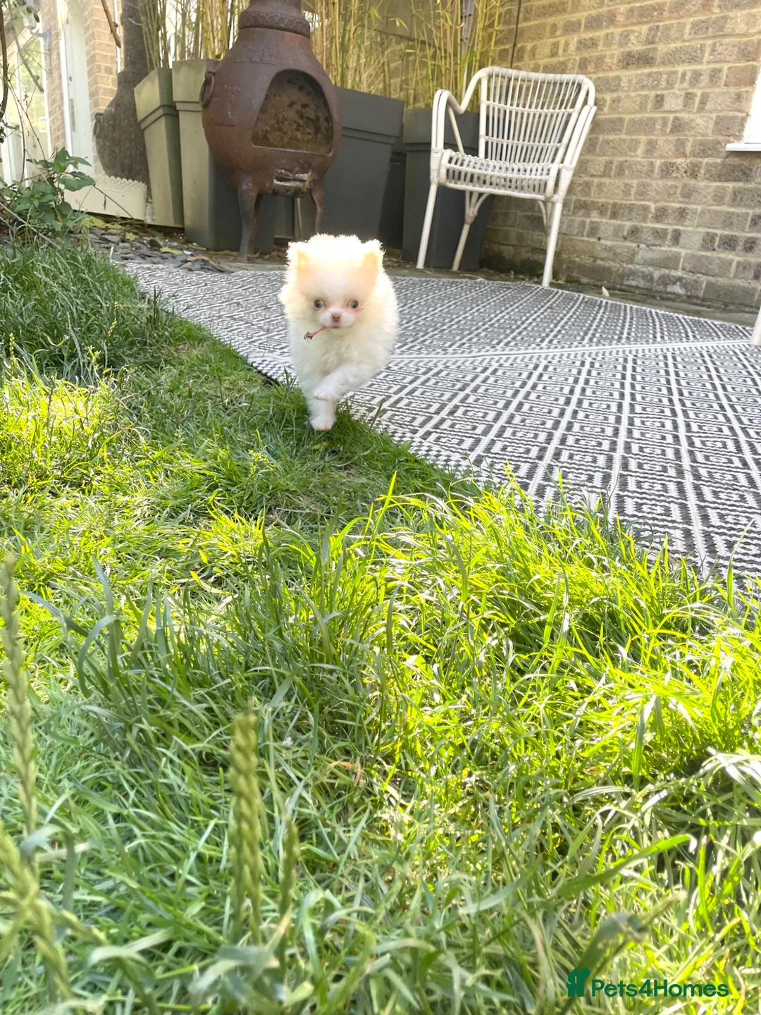 Pomeranian dogs for sale: Tiny white boy  - Advert 1