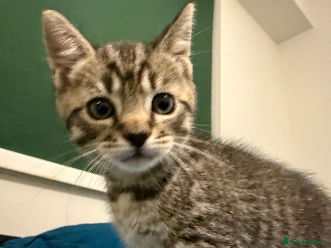 Mixed Breed cats for sale: Tuxedo, tabby and British shorthair mix - Advert 5