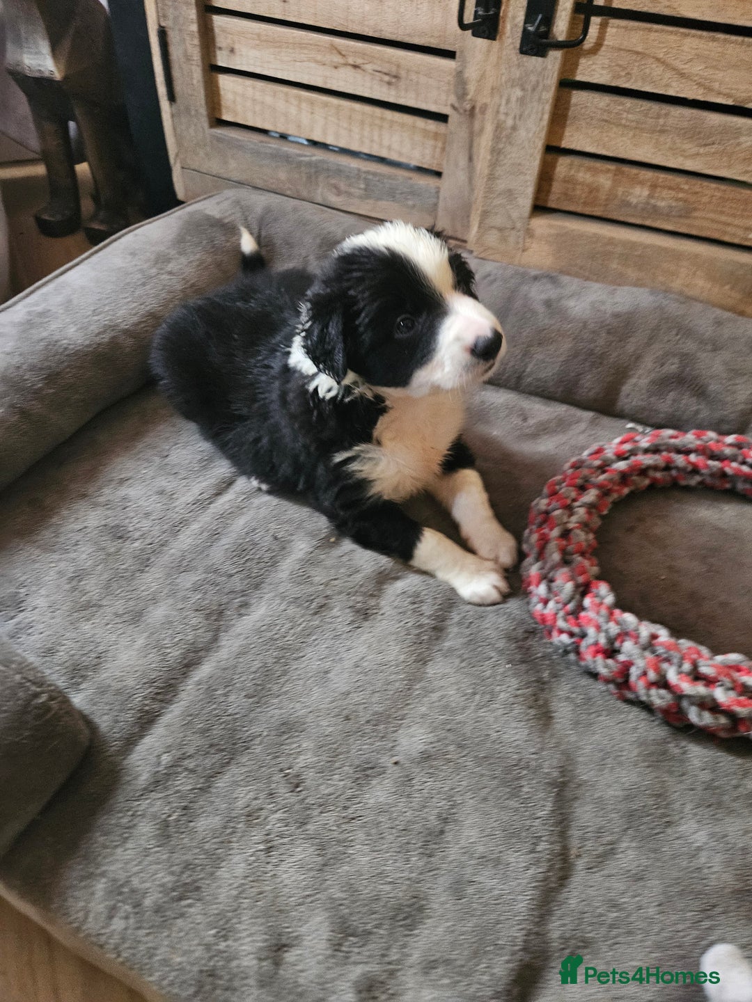 Border Collie dogs for sale: 5 border collie pups - Image 6