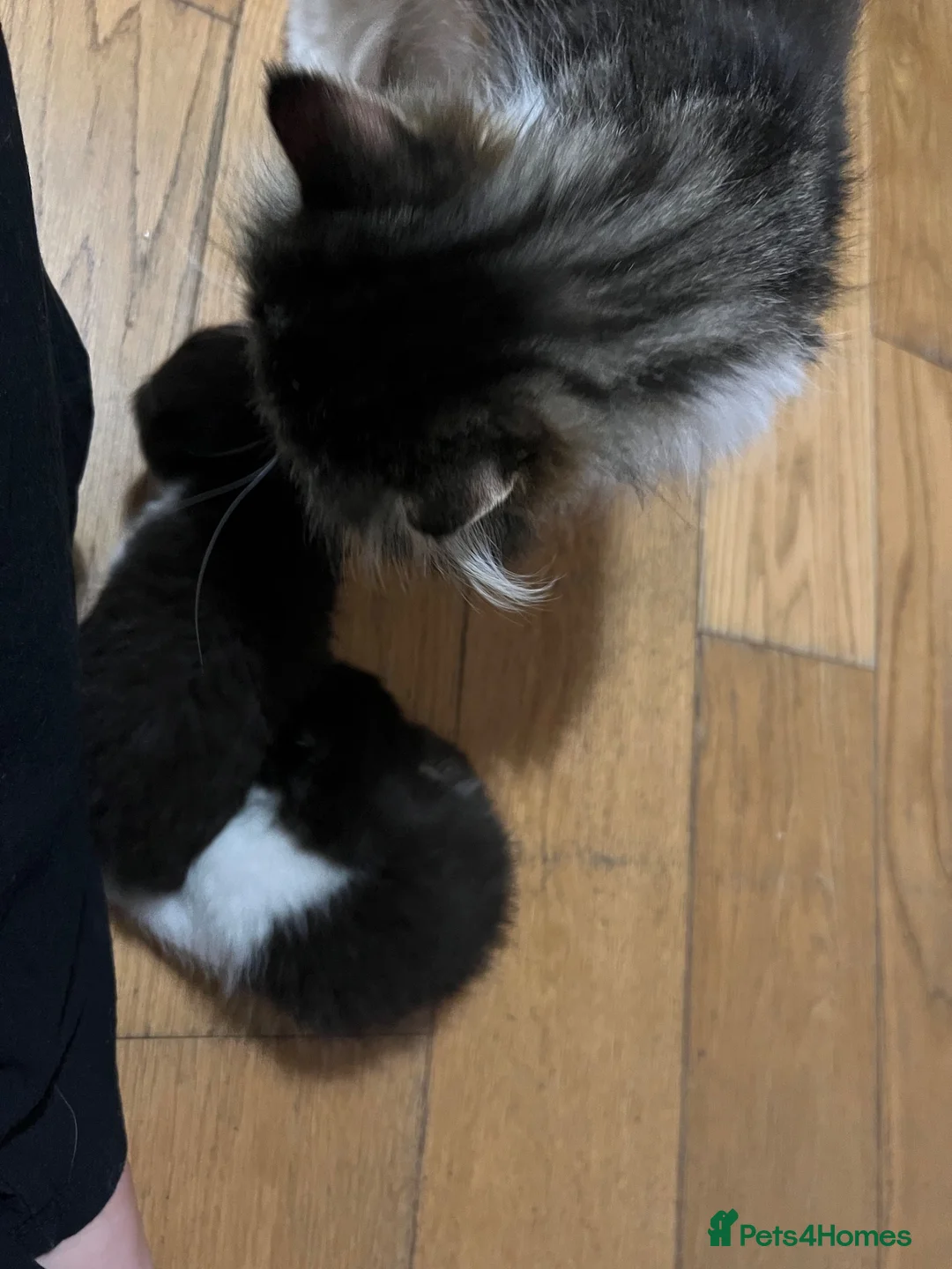 Persian cats for sale: Lovely 1y and 6mths old boy - Advert 2