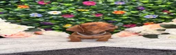 Dachshund dogs for sale: Standard Dachshund Puppies - READY NOW - Advert 16