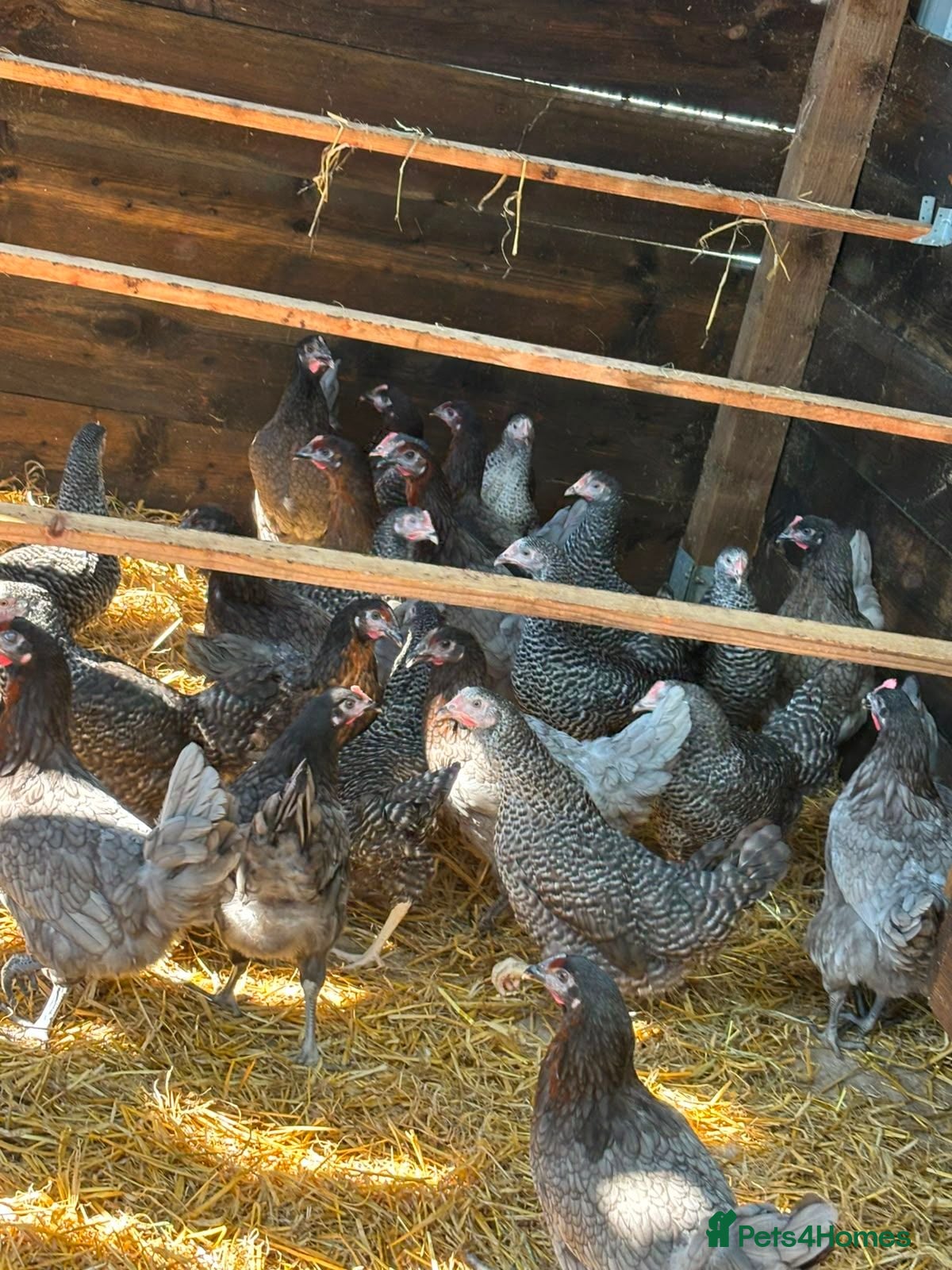 Chickens poultry RANGE OF POL HENS FOR SALE  - Advert 2
