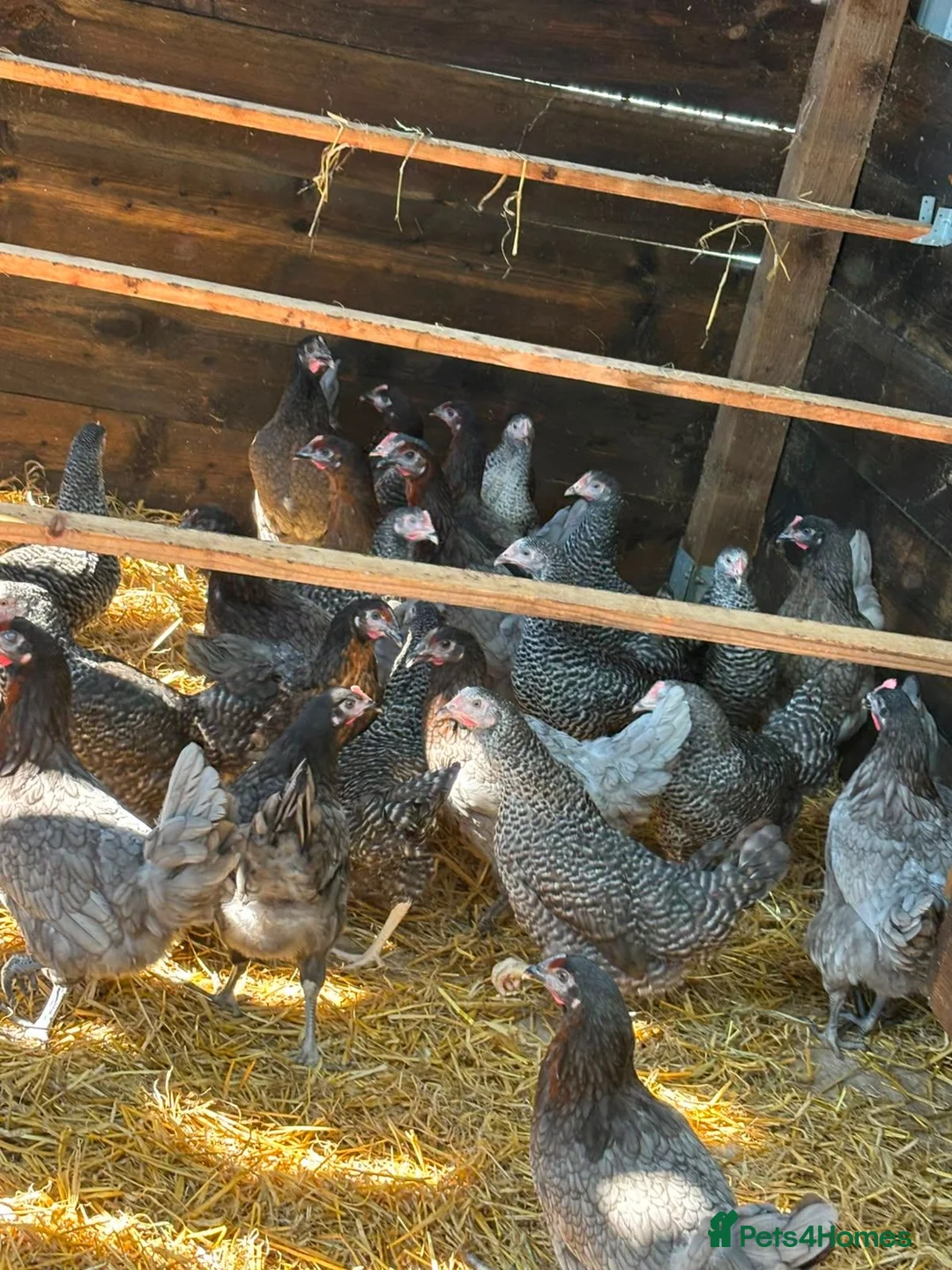 Chickens poultry for sale: RANGE OF POL HENS FOR SALE  in Derby - Advert 2