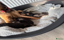 Welsh Terrier dogs for sale: 3 beautiful girls 💕 - Image 6
