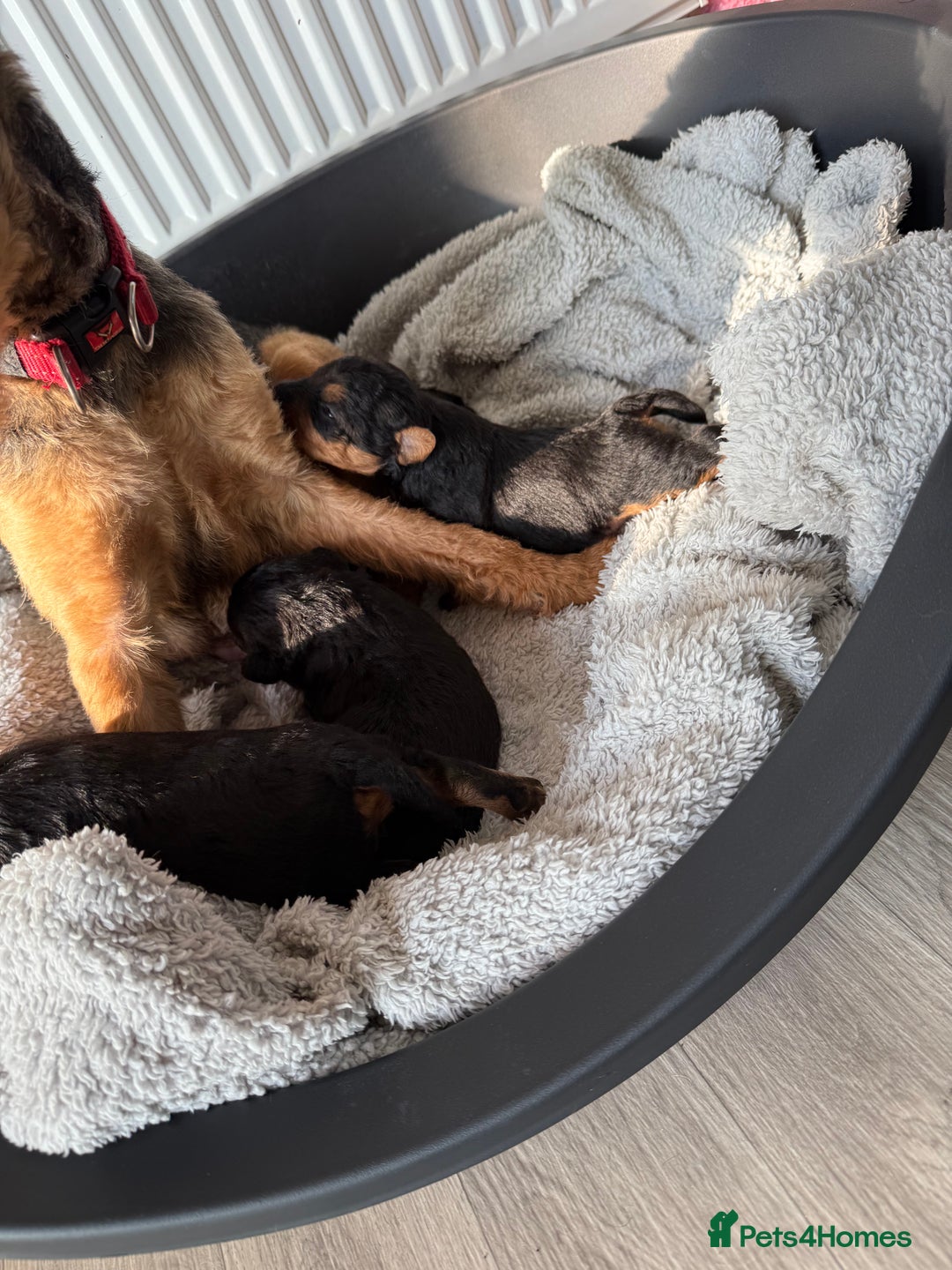 Welsh Terrier dogs for sale: 3 beautiful girls 💕 - Image 6