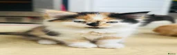 British Longhair cats for sale: Kittens - Advert 4