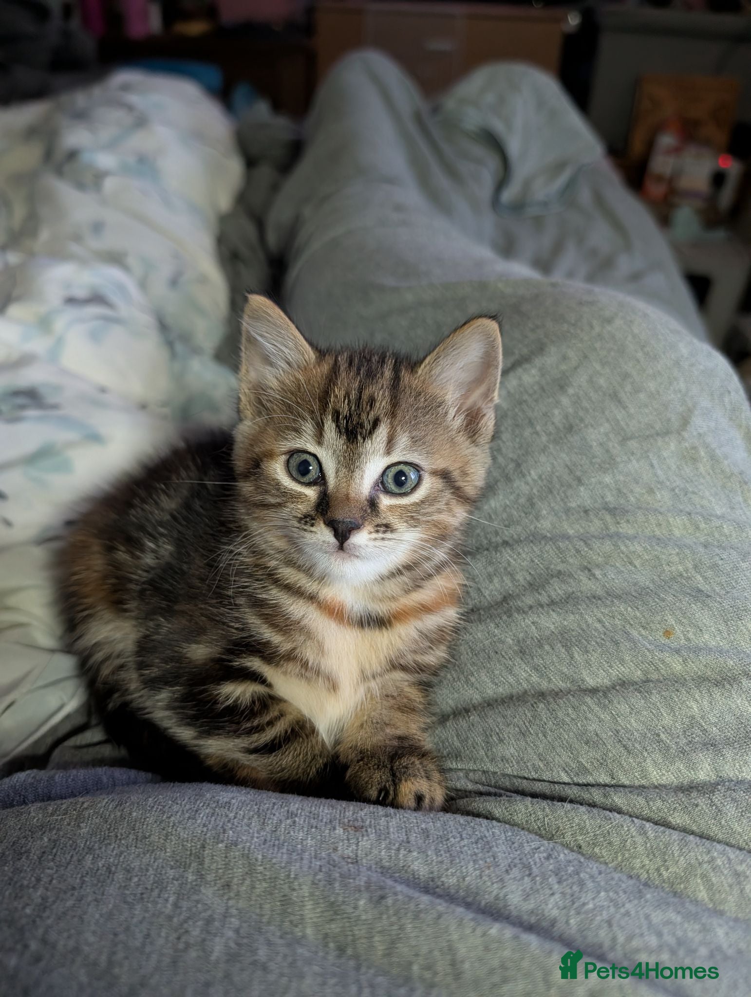 Mixed Breed cats Bengal x kittens  - Advert 12