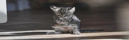 Mixed Breed cats for sale: REDUCED READY TO GO -  1 BOY/GIRL Tabby kittens  - Advert 14