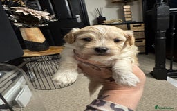 Maltipoo dogs for sale: Teddy bear maltipoo puppies  - Image 14