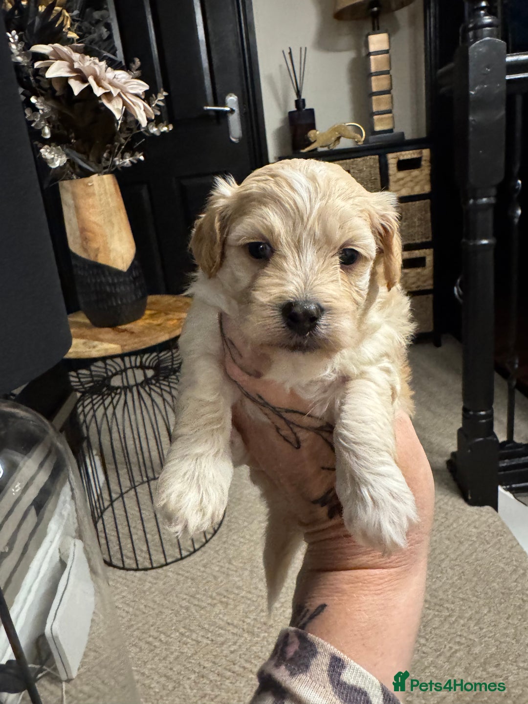 Maltipoo dogs for sale: Teddy bear maltipoo puppies  - Image 14