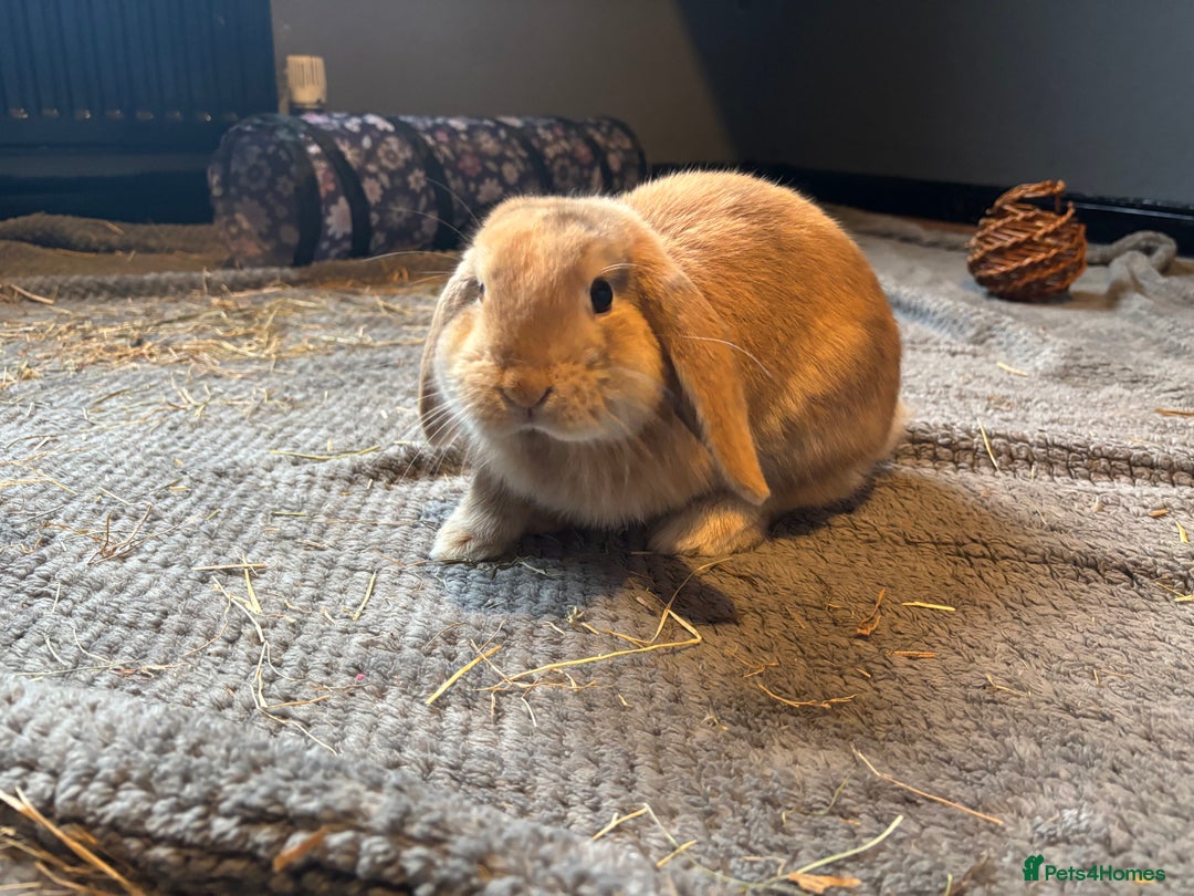 Mini Lop rabbits for sale: 1 harli mini lops males 14 weeks - Advert 6