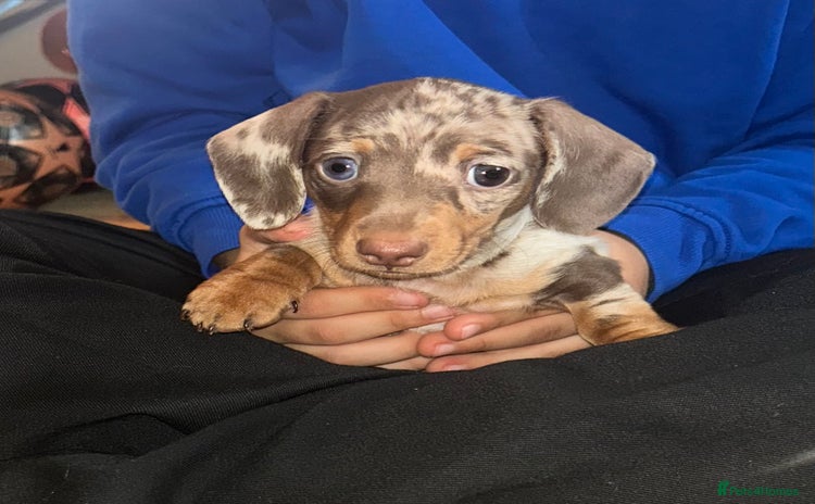 Miniature Dachshund dogs - Advert 4