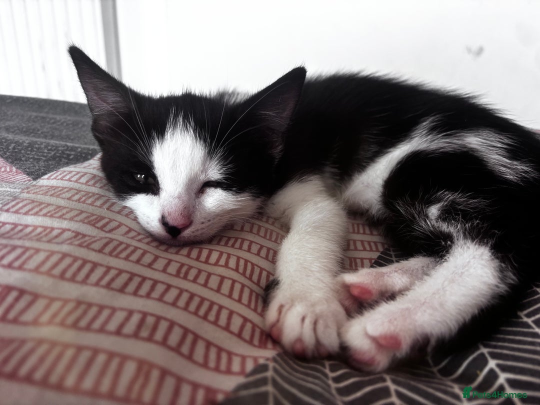 Mixed Breed cats for sale: 2 lovely girl kittens - Image 11