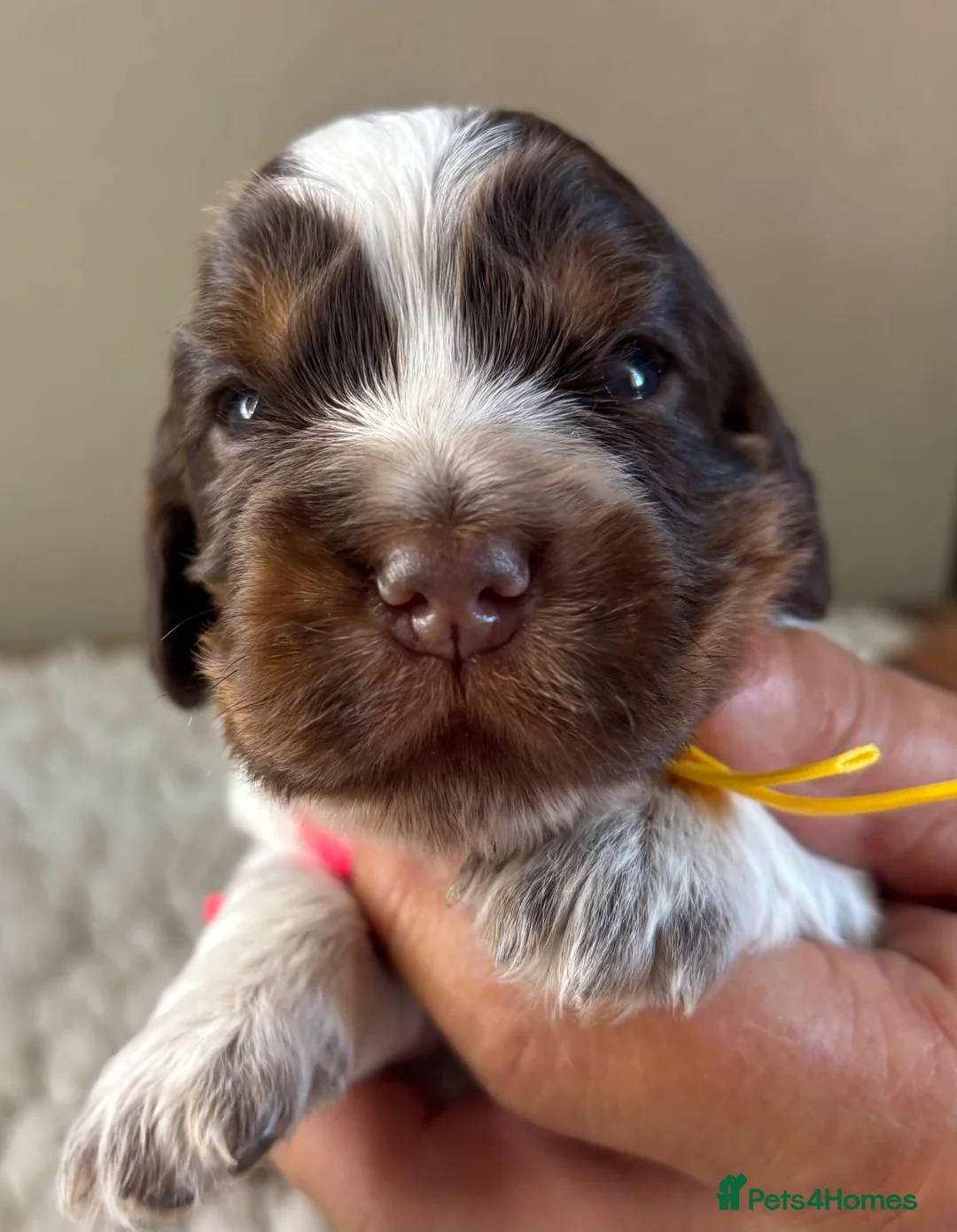 Cocker Spaniel dogs for sale: KC reg Cocker Spaniel puppies - Advert 13