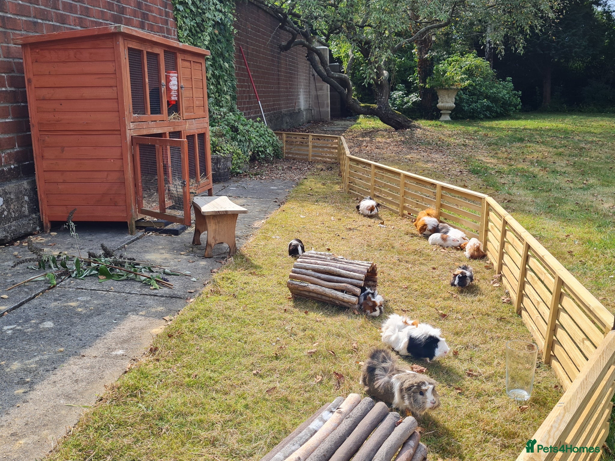 Guinea Pig rodents Herd of guinea pigs for sale - Advert 1