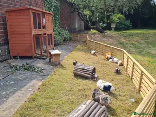 Guinea Pig rodents Herd of guinea pigs for sale - Advert 1