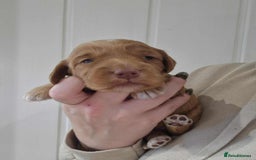 Cockapoo dogs for sale: Miniature Cockapoos  - Image 6