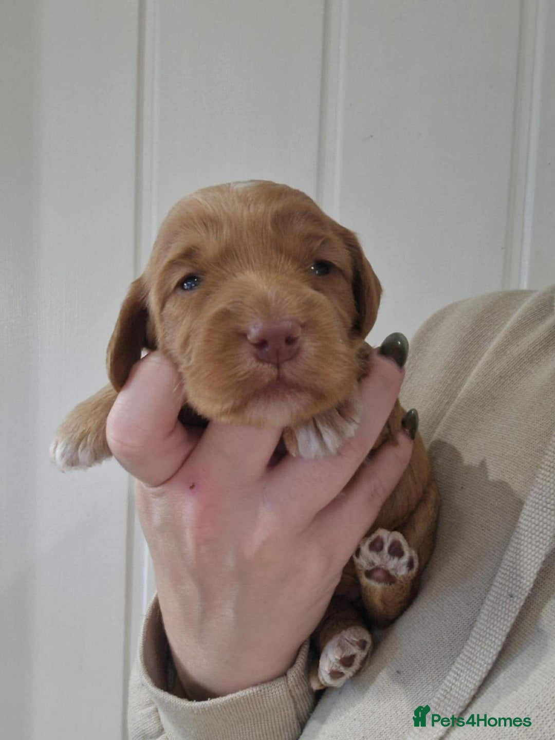 Cockapoo dogs for sale: Miniature Cockapoos  - Image 6