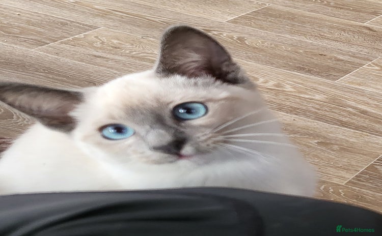 Snowshoe cats Rare Pedigree TICA Snowshoe Kittenss  - Advert 10