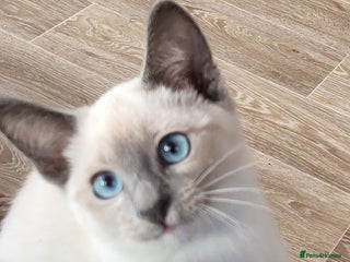 Snowshoe cats Rare Pedigree TICA Snowshoe Kittenss - Advert 15