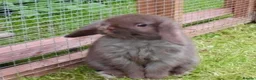 Mini Lop rabbits for sale: Stunning mini lop babies ready now  - Advert 1