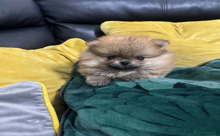 Pomeranian dogs - Advert 11