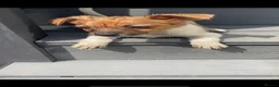 Jack Russell dogs for sale: Ready to leave  - Advert 21