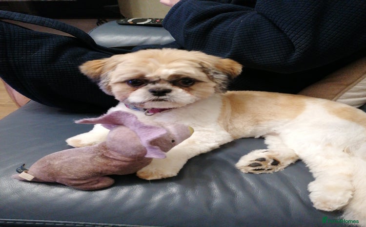 Shih Tzu dogs - Advert 2