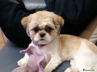 Shih Tzu dogs - Advert 1