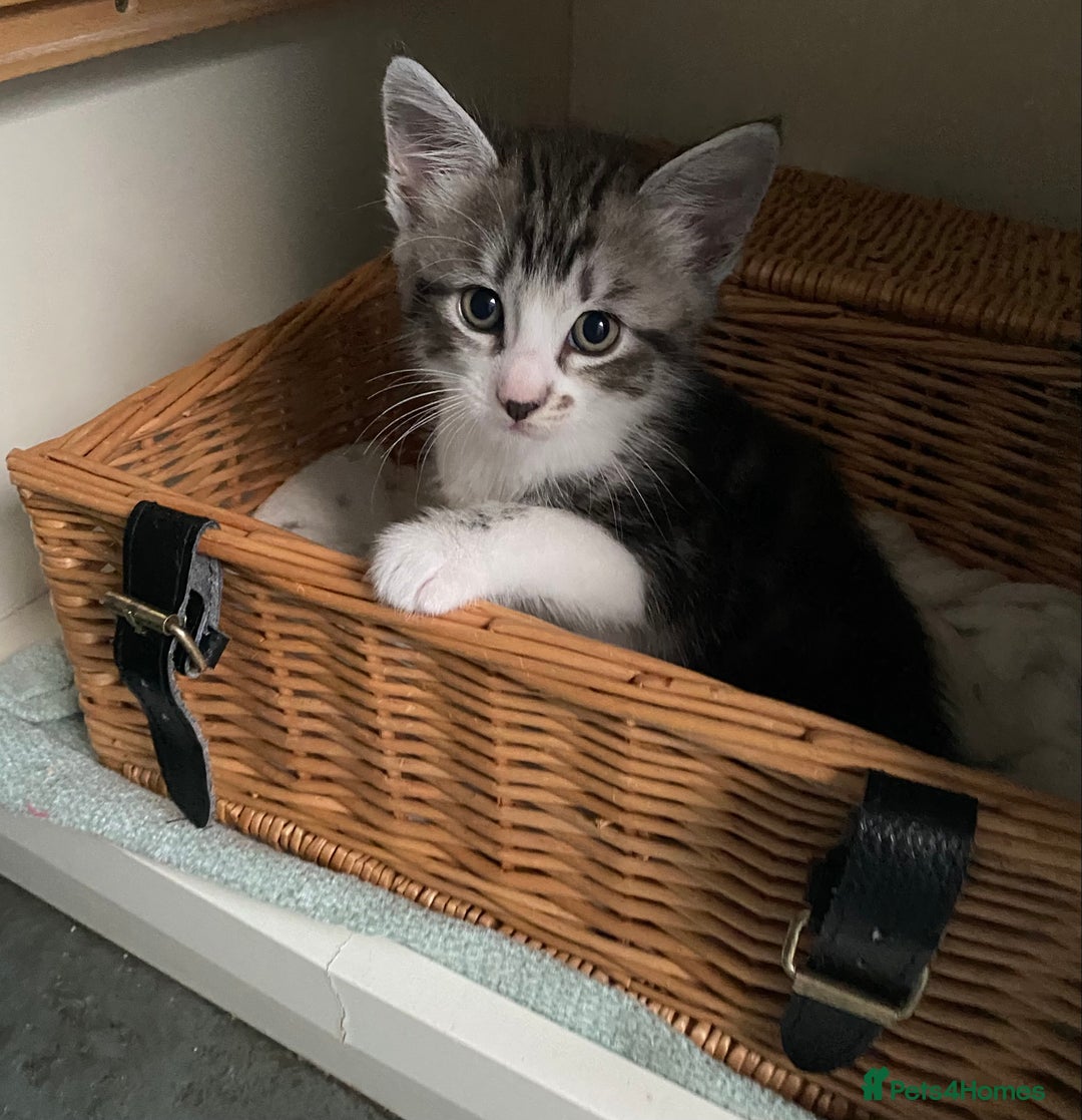 Ragdoll cats for sale: Ragdoll X Kittens for Loving Forever Homes - Image 24