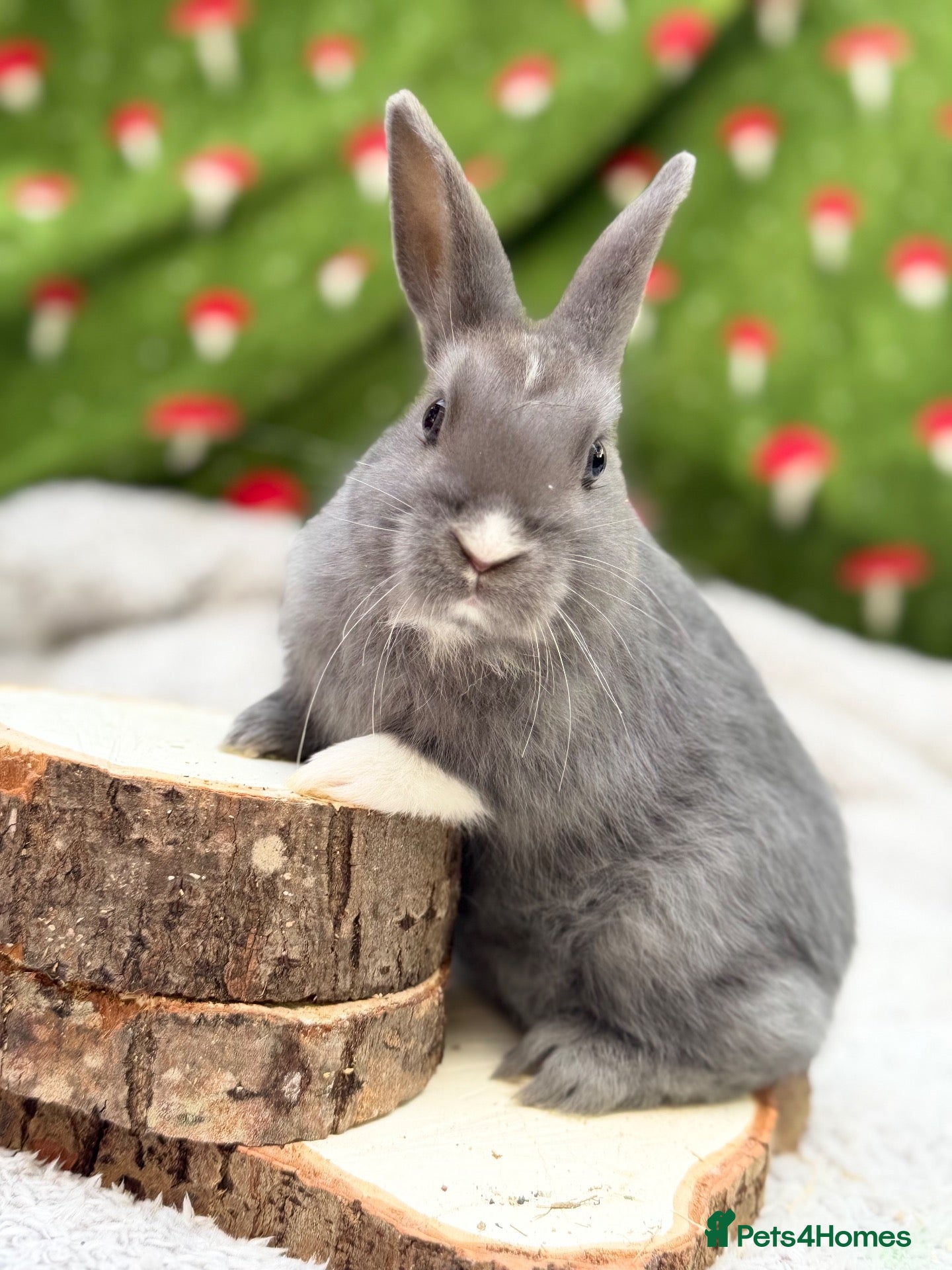Mixed Breed rabbits Ready to go Rex mix doe  - Advert 18