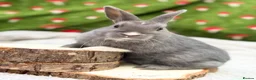 Mixed Breed rabbits for sale: Ready to go Rex mix doe  - Advert 1