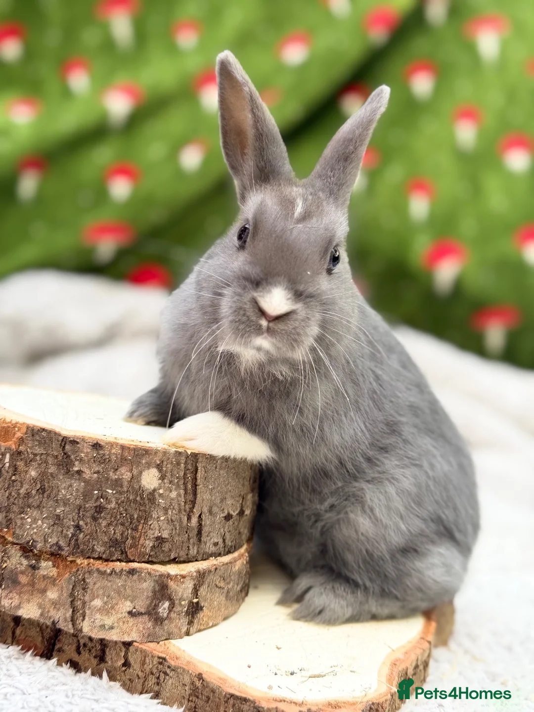 Mixed Breed rabbits for sale: Ready to go Rex mix doe  - Advert 1