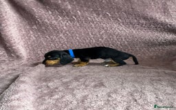 Miniature Dachshund dogs for sale: 🐾KC Reg Miniature Dachshund - READY NOW! 1 LEFT! - Image 2