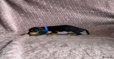 Miniature Dachshund dogs - Advert 6